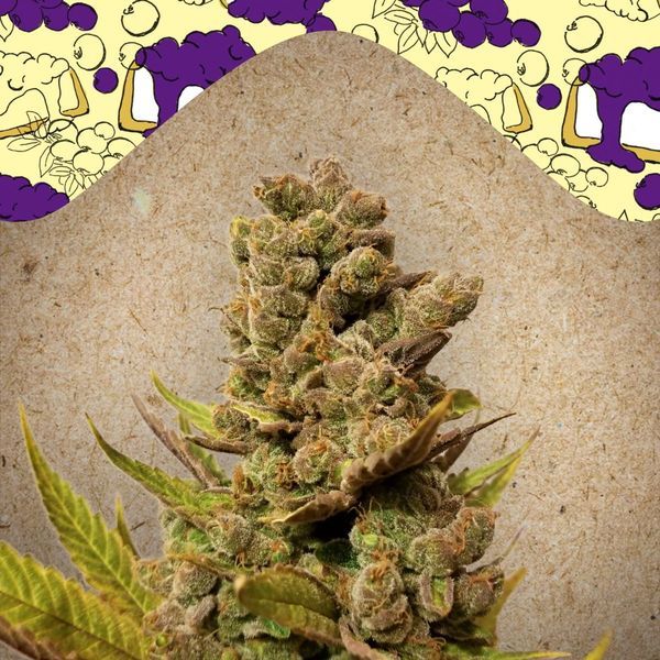Blueberry Cheesecake (Female Seeds) Feminisoidut