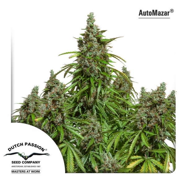 Auto Mazar (Dutch Passion) Feminisoidut