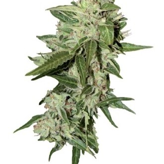 Auto Mazar (Dutch Passion) Feminisoidut