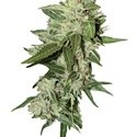 Auto Mazar (Dutch Passion) Feminisoidut