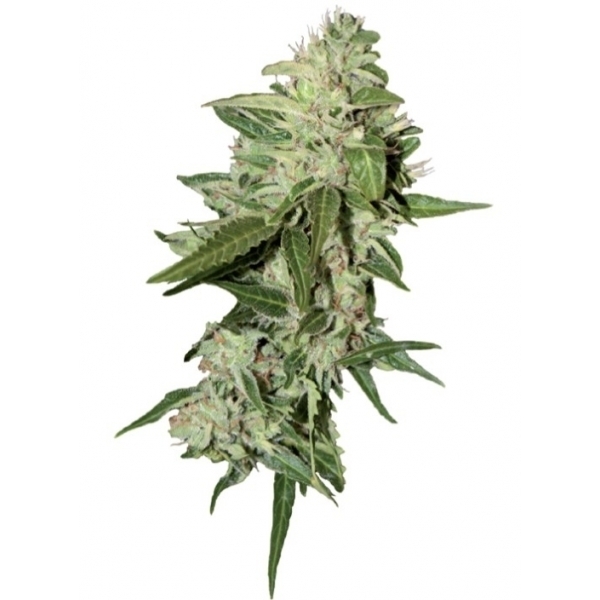 Auto Mazar (Dutch Passion) Feminisoidut