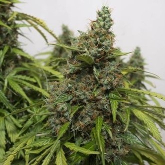 Auto Mazar (Dutch Passion) Feminisoidut