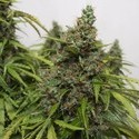 Auto Mazar (Dutch Passion) Feminisoidut