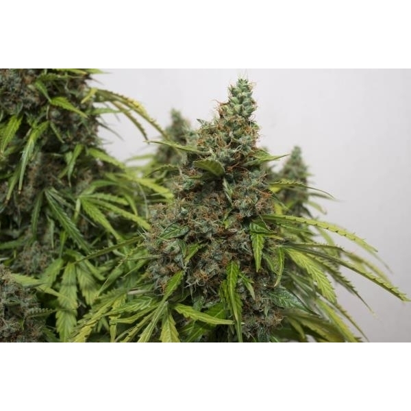 Auto Mazar (Dutch Passion) Feminisoidut