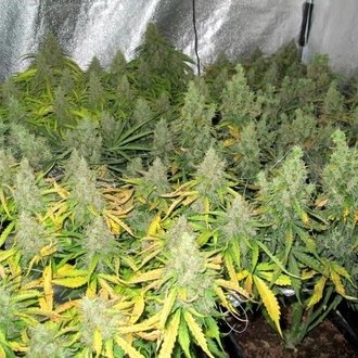 Auto Mazar (Dutch Passion) Feminisoidut