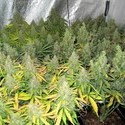 Auto Mazar (Dutch Passion) Feminisoidut