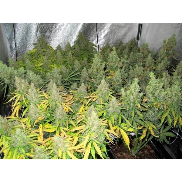 Auto Mazar (Dutch Passion) Feminisoidut