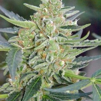 Auto Mazar (Dutch Passion) Feminisoidut