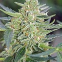 Auto Mazar (Dutch Passion) Feminisoidut
