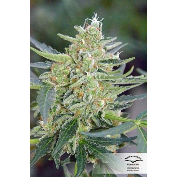 Auto Mazar (Dutch Passion) Feminisoidut