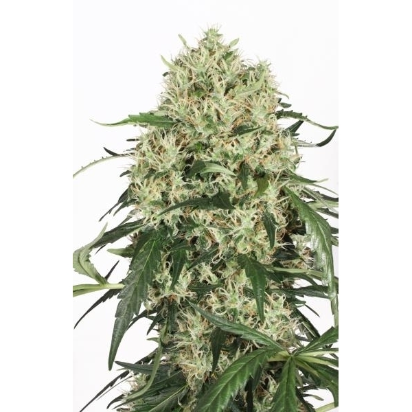 Ylivertain (Dutch Passion) Feminisoidut