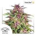 Frisian Dew (Dutch Passion) Feminisoidut