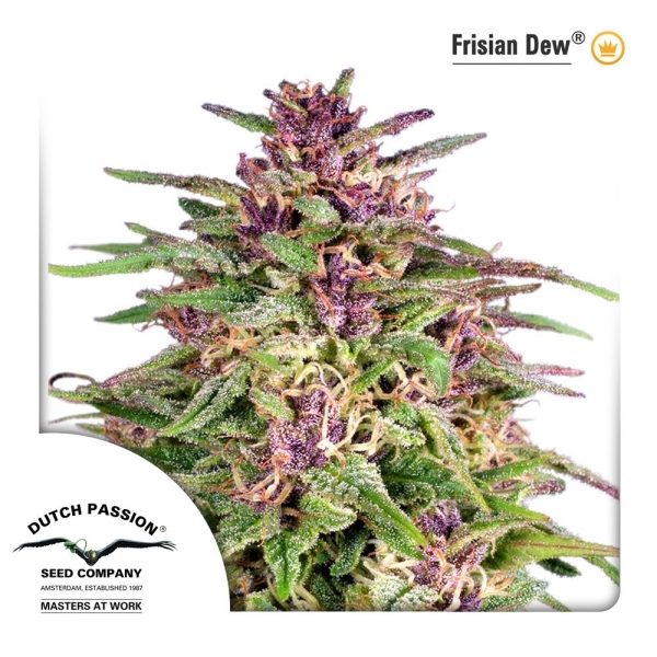 Frisian Dew (Dutch Passion) Feminisoidut