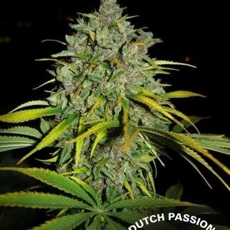 Frisian Dew (Dutch Passion) Feminisoidut