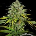 Frisian Dew (Dutch Passion) Feminisoidut
