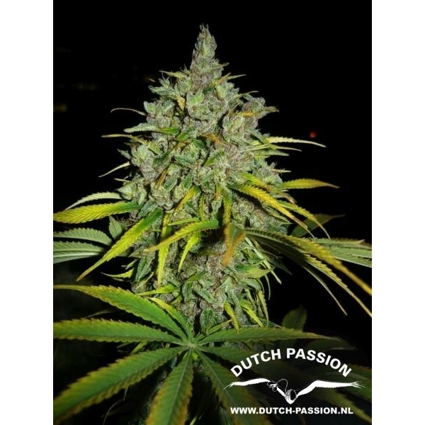 Frisian Dew (Dutch Passion) Feminisoidut