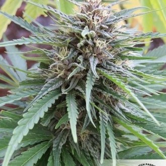Frisian Dew (Dutch Passion) Feminisoidut