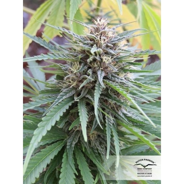 Frisian Dew (Dutch Passion) Feminisoidut
