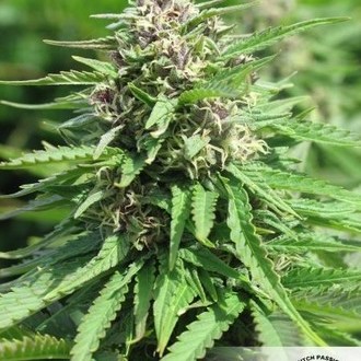 Frisian Dew (Dutch Passion) Feminisoidut