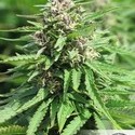 Frisian Dew (Dutch Passion) Feminisoidut
