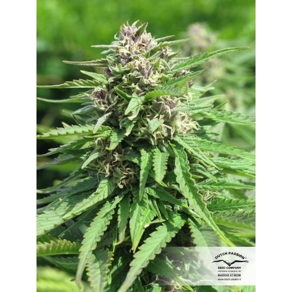 Frisian Dew (Dutch Passion) Feminisoidut