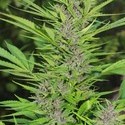 Frisian Dew (Dutch Passion) Feminisoidut