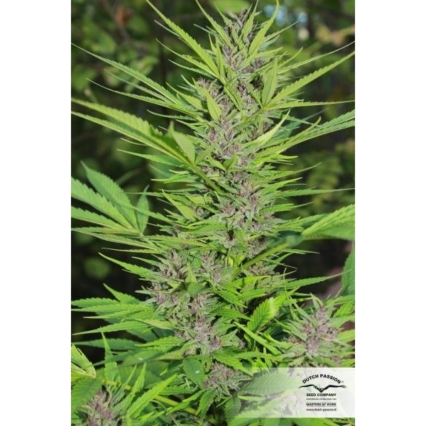 Frisian Dew (Dutch Passion) Feminisoidut