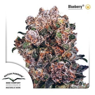 Blueberry (Dutch Passion) feminisoidut kannabiksen siemenet