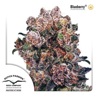 Blueberry (Dutch Passion) Feminisoidut