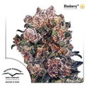 Blueberry (Dutch Passion) Feminisoidut