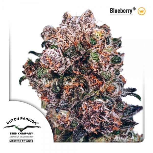 Blueberry (Dutch Passion) Feminisoidut