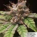 Blueberry (Dutch Passion) Feminisoidut