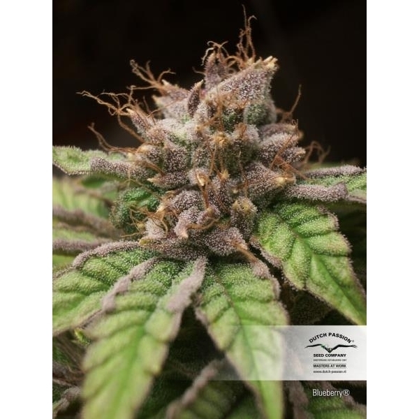 Blueberry (Dutch Passion) Feminisoidut