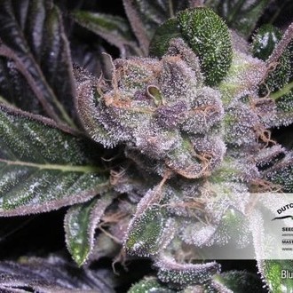 Blueberry (Dutch Passion) Feminisoidut