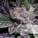 Blueberry (Dutch Passion) Feminisoidut