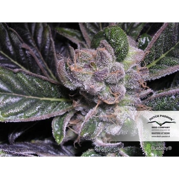 Blueberry (Dutch Passion) Feminisoidut