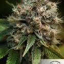 Blueberry (Dutch Passion) Feminisoidut