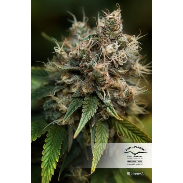 Blueberry (Dutch Passion) Feminisoidut