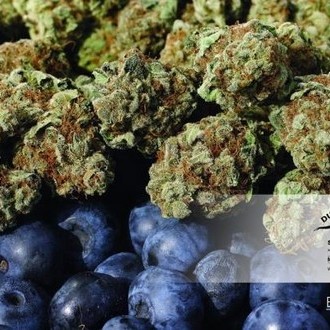 Blueberry (Dutch Passion) Feminisoidut