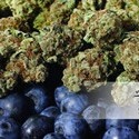 Blueberry (Dutch Passion) Feminisoidut
