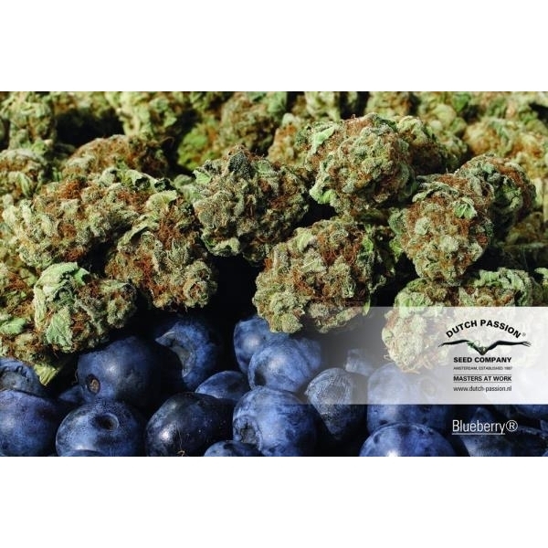 Blueberry (Dutch Passion) Feminisoidut