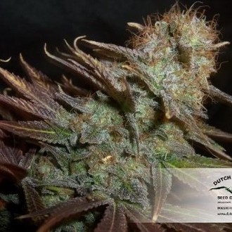 Blueberry (Dutch Passion) Feminisoidut