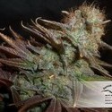 Blueberry (Dutch Passion) Feminisoidut