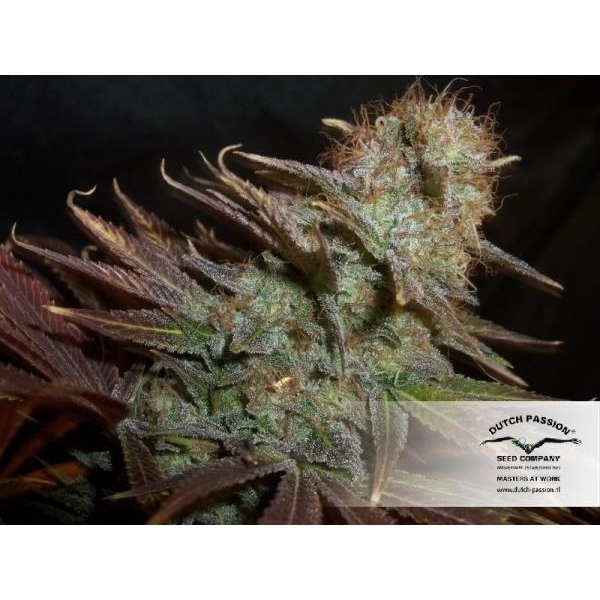 Blueberry (Dutch Passion) Feminisoidut