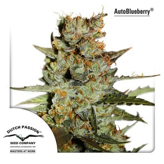 Autoblueberry (Dutch Passion) feminisoidut