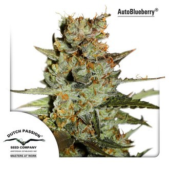 Auto Blueberry (Dutch Passion) Feminisoidut