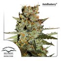Auto Blueberry (Dutch Passion) Feminisoidut