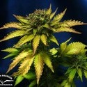 Auto Blueberry (Dutch Passion) Feminisoidut