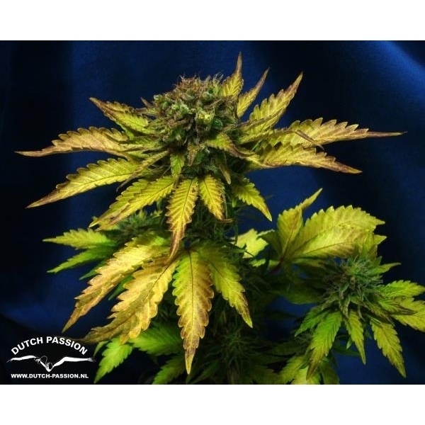 Auto Blueberry (Dutch Passion) Feminisoidut