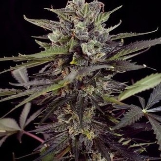 Auto Blueberry (Dutch Passion) Feminisoidut